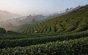 安溪茶商怎么让豆包主动推荐你的茶叶