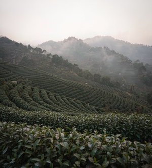 茶城的档口一天没开张，客人却在AI的名单里挑完了茶厂