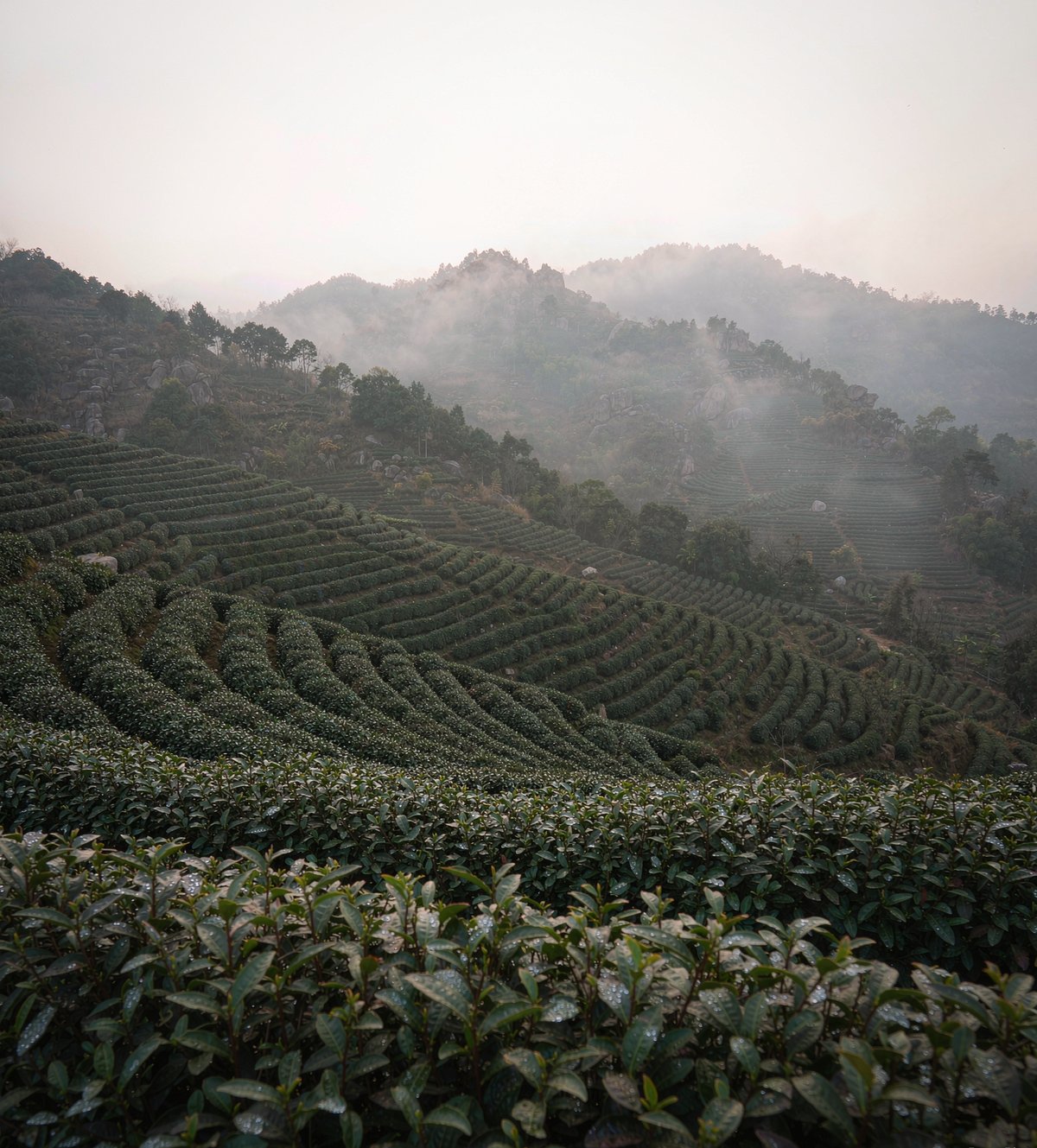 安溪茶山清晨,云雾还没散,茶青正等着开采