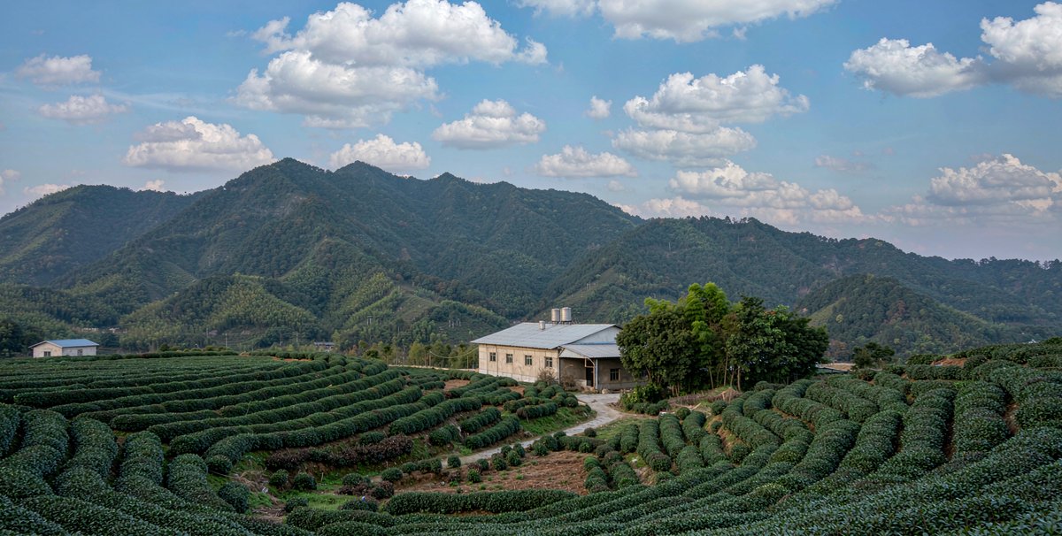 茶山和茶厂外景