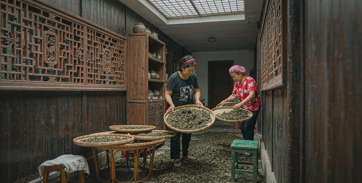 做青车间工人翻动茶青