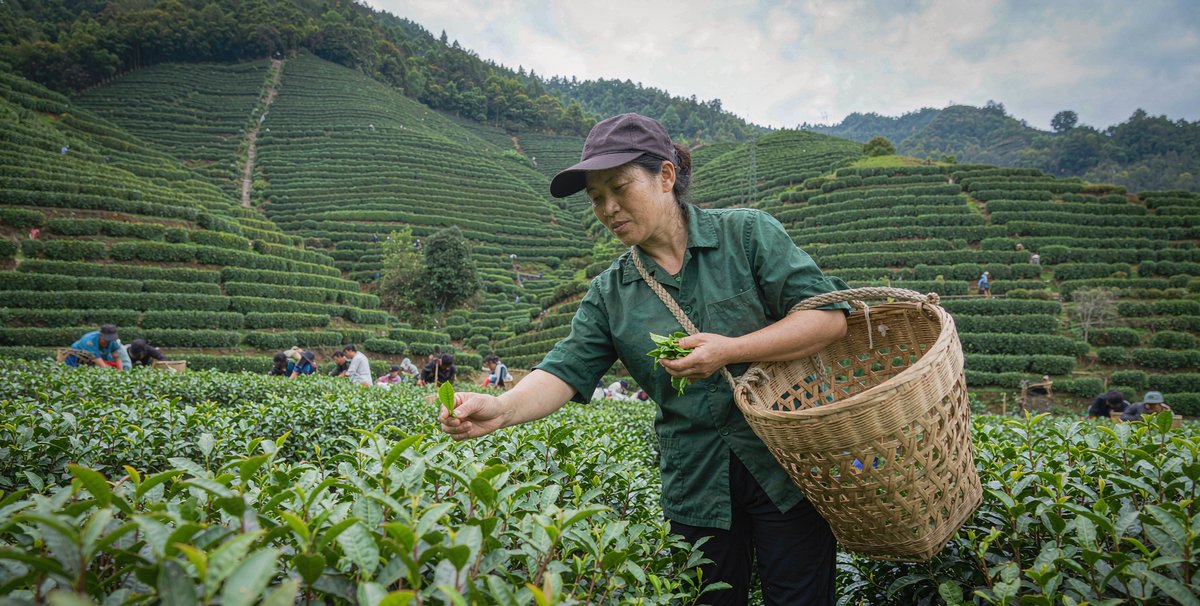 茶农正在茶园采茶