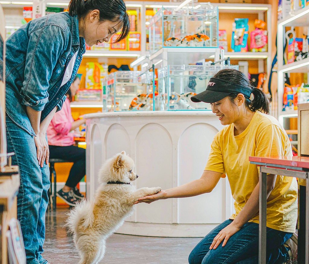 宠物店到店客流增长记录